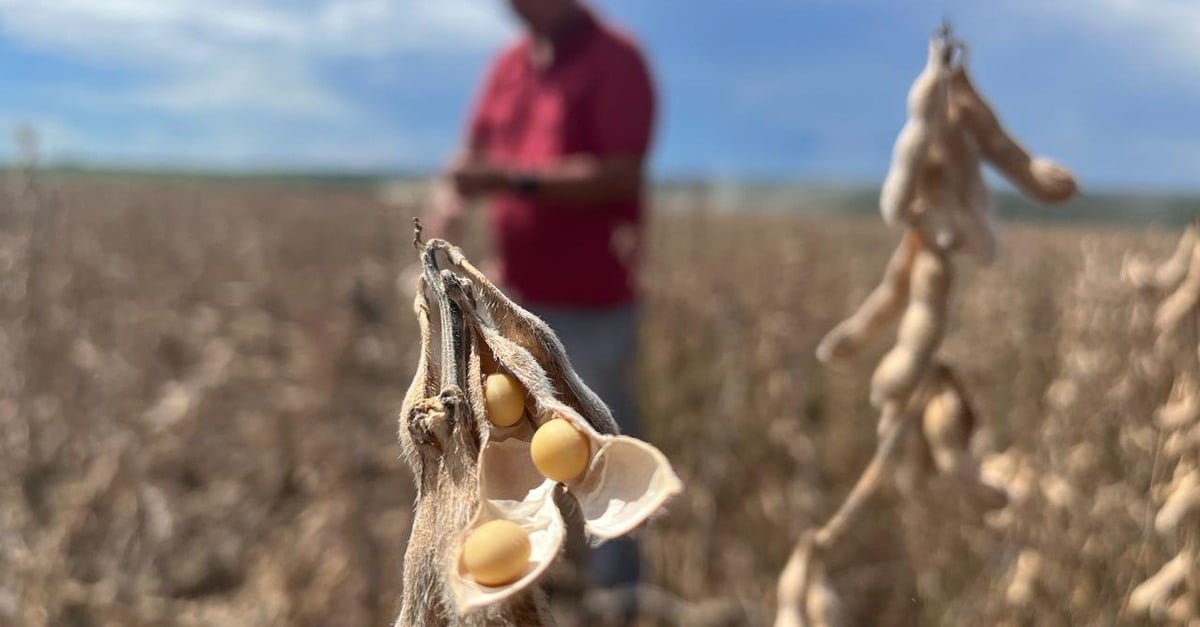 Mato Grosso colhe 90,42% da área de soja
