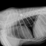 Policial atira em cachorro e caso é investigado como maus-tratos
