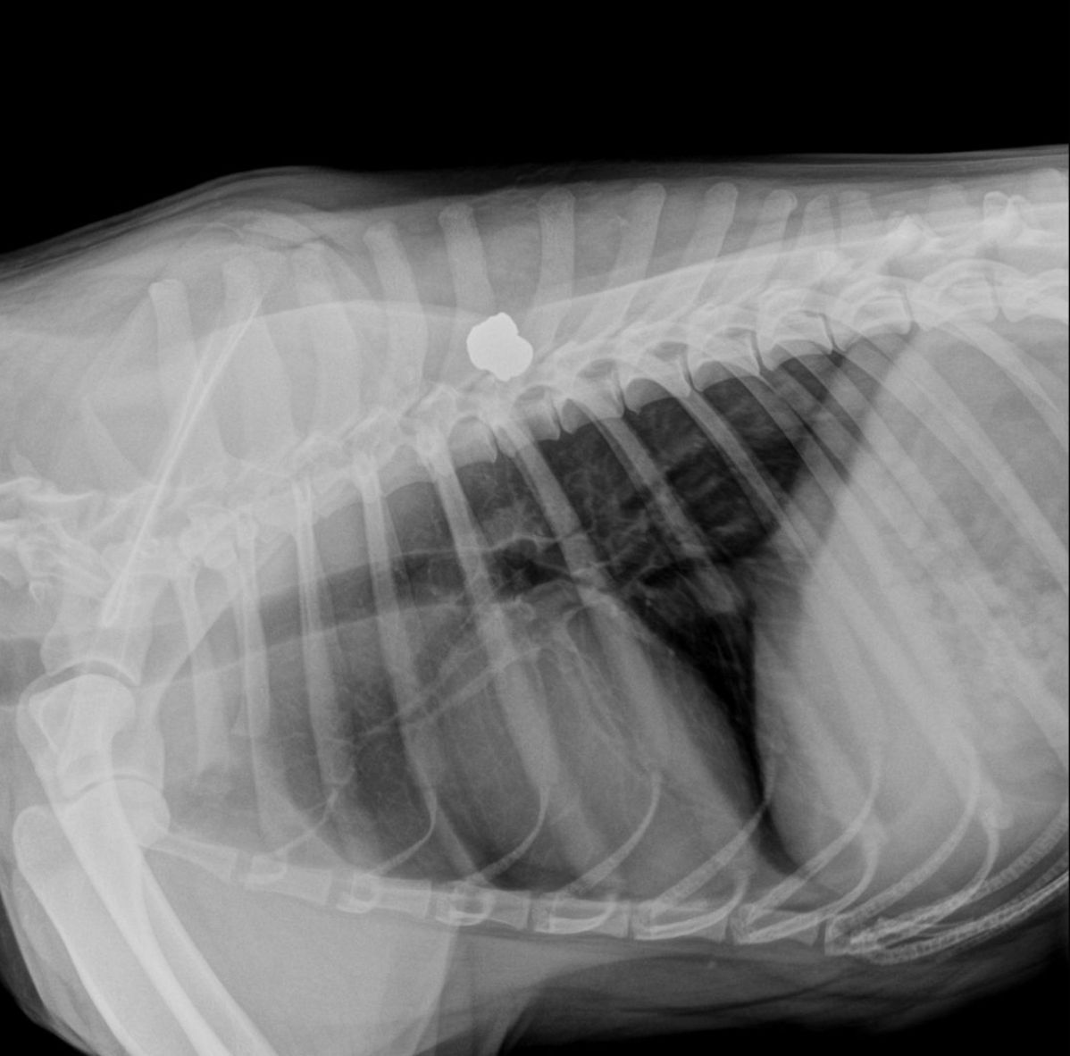 Policial atira em cachorro e caso é investigado como maus-tratos